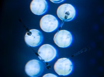 תמונה 1: לרוות (דגיגים) של דניס מצולמות דרך מיקרוסקופ. הלרוות המצולמות הן בנות 9 ימים ואורכן הוא כ 4 ממ בלבד. צילום: ד"ר רועי הולצמן