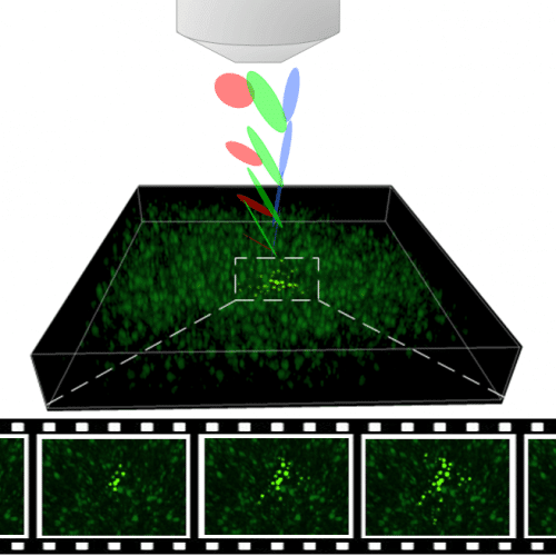 An illustration of the microscope that the Technion researchers built in the laboratory. By using an advanced technique, called temporal focusing, large areas in culture can be efficiently and quickly imaged. Each point in the culture is photographed 10 times per second, a speed that allows any change in cell activity to be detected.