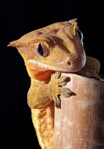 A gecko climbs a bamboo branch in New Caledonia. Illustration: shutterstock