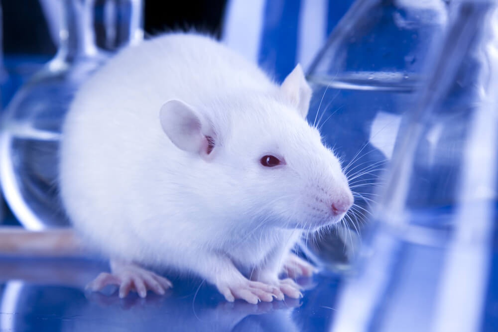 A lab rat. Illustration: shutterstock