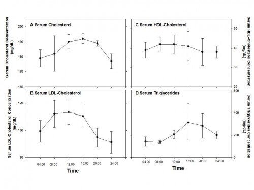 In the diagram: the changes in the levels of cholesterol, LDL ("bad cholesterol"), HDL ("good cholesterol") and triglycerides in the blood of a healthy person for 24 hours. Illustration: Prof. Michael Aviram