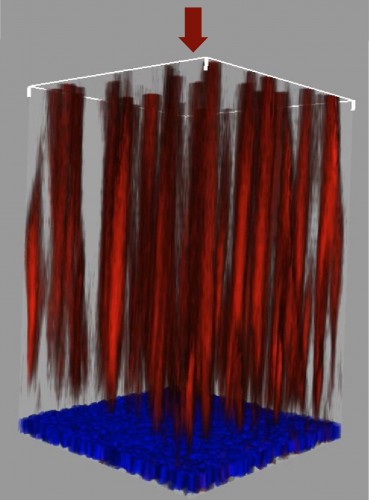 The retina of the eye: light comes from above and is concentrated by the glial cells towards the light receptors. The glial cells function as optical fibers and separate the incoming light according to its color (in red) before it reaches the photoreceptor layer (in blue)