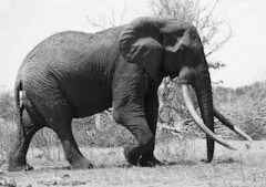 הפיל סטאו שנורה בידי סוחרי שנהב. מתוך ויקיפדיה