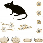 עכברים כמודל לחקר תאי גזא. איור: shutterstock