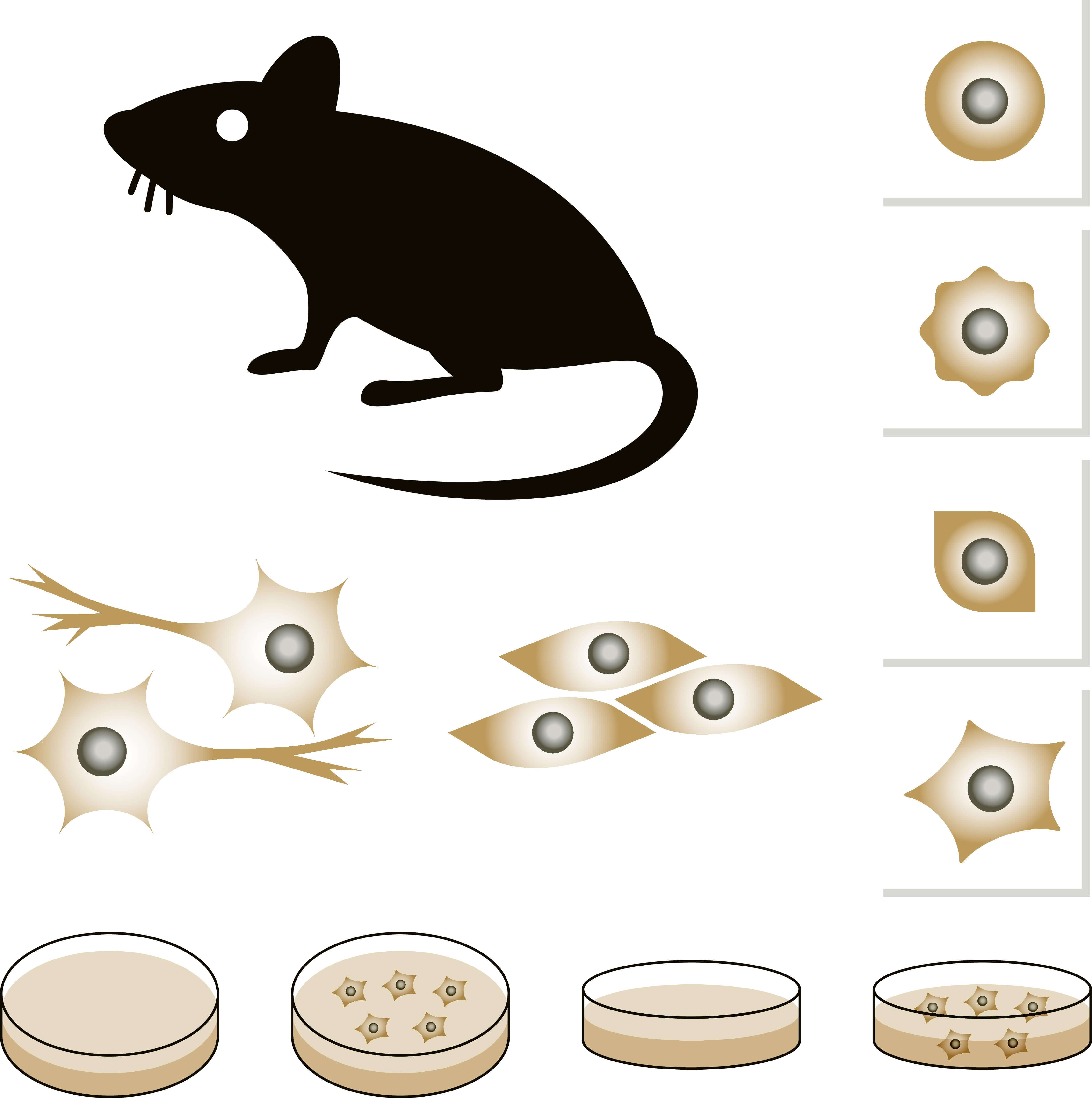 Mice as a model for the study of gas cells. Illustration: shutterstock