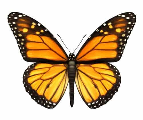 פרפר מונארך שכנפיו פרושות. צילום: shutterstock
