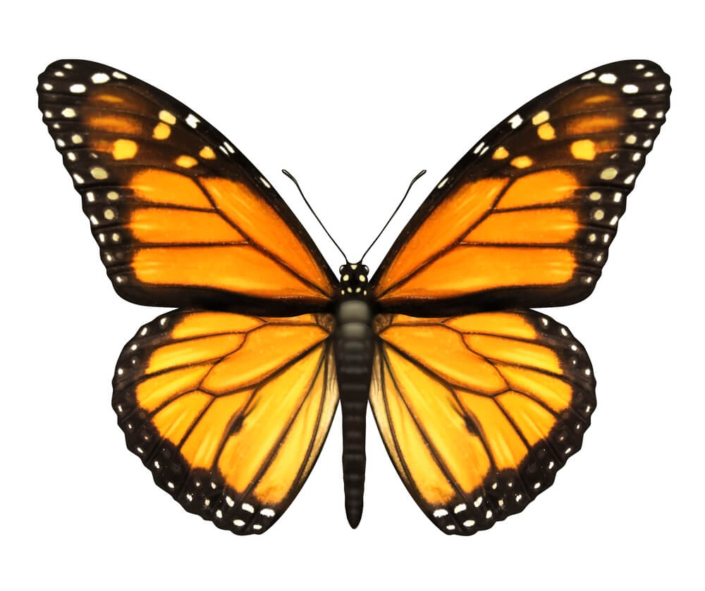 A monarch butterfly with its wings spread. Photo: shutterstock