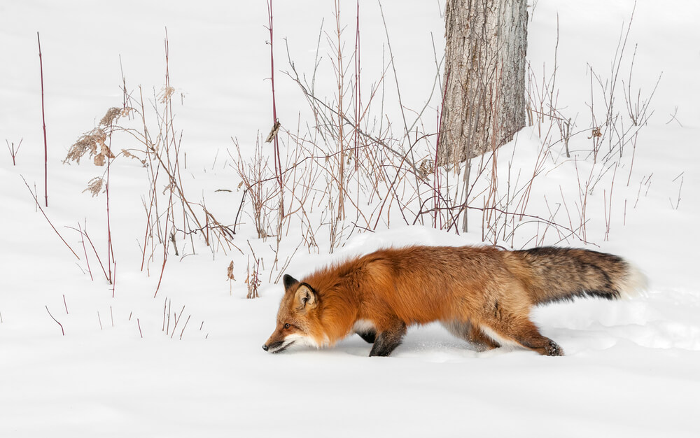 A red fox digs in the snow. Photo: shutterstock