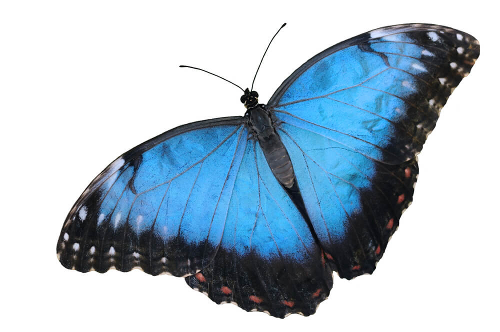 Morpho butterfly. Illustration: shutterstock