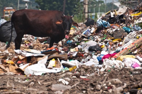 أبقار ترعى في مكب نفايات غير قانوني في الهند. الصورة: شترستوك