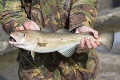 דייג מחזיק דג בקלה אטלנטי (Gadus). צילום: shutterstock