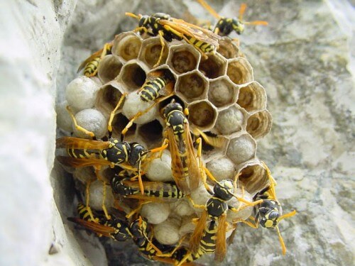 wasp nest. From Wikipedia. Photo: Fabio Brambilla