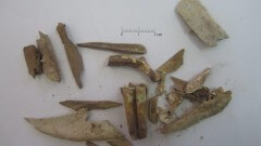 9. שרידי עצמות בעלי חיים בבקעת תמנע (תמונה: משלחת אונ' ת"א לתמנע)