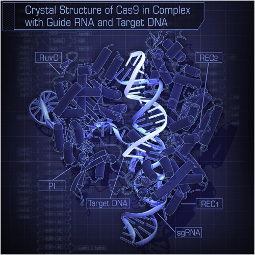 بنية إنزيم Cas-9، عندما يتلقى تعليمات من البكتيريا على شكل شريط قصير من الحمض النووي الريبوزي (RNA)، ويلتصق بالحمض النووي (DNA) ليقطعه. المصدر: نيشيمسو ونوركو وزملاؤه، مقال منشور في مجلة Cell.