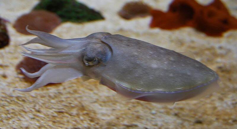 squid. Photo courtesy of Ciar