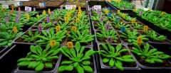 אפיון פעילותם של 6 חומרים חדשים האחראים להעברת סוכרים בצמח 'תודרנית לבנה' (Arabidopsis), קרוב משפיה של הצמח חרדל, המשמש כצמח מודל במחקרים של ביו-דלקים מתקדמים. [באדיבות Roy Kaltschmidt]