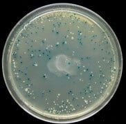 גן מדווח במושבות חיידקים. הגן, המקודד לאנזים ביתא-גלקטוזידאז מאפשר להבחין בין מושבות בהן הגן מתבטא (מושבות כחולות) לבין מושבות בהן אין ביטוי של הגן (מושבות לבנות). צילום: מתוך ויקיפדיה