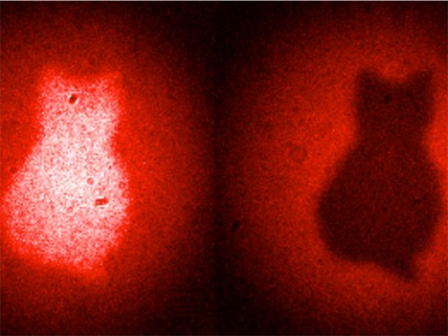 שיטת דימות קוונטית חדשנית מייצרת תמונות במסגרתה הפוטונים מעולם לא פוגעים בעצם - במקרה זה איור של חתול. [באדיבות Patricia Enigl, IQOQI].                       