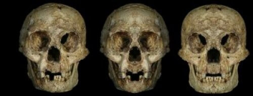 LB1 skull from different angles - Credit: Image A, E. Indriati; Image B and C; DW Frayer