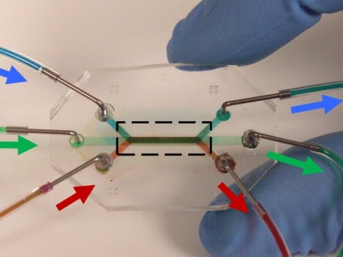 Lung-on-a-chip mimics the microstructures of tissues with multiple airways. In this image, colorants flow in three different vertical paths separated from each other by transparent membranes (shown by the dashed rectangle). [Courtesy: RTI International]