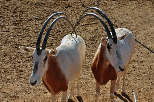 Horned rams, a species that is extinct in the wild and remains only in zoos and breeding centers. Photo: shutterstock