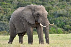 פיל אפריקני. צילום: shutterstock