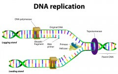 שכפול ה-DNA באמצעות RNA. איור: shutterstock