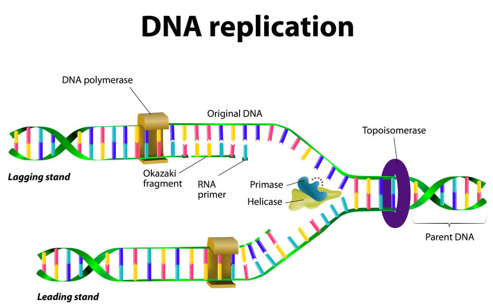 שכפול ה-DNA באמצעות RNA. איור: shutterstock