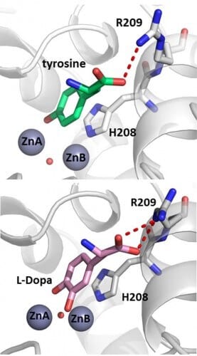 The figure shows the active site of tyrosinase from the bacterium Bacillus megaterium, where the monophenol tyrosine (top) and the diphenol dopa (bottom) are stabilized in the same way Goldfeder, M., Kanteev, M., Isaschar-Ovdat, S., Adir, N. and Fishman, A. (2014) Determination of tyrosinase substrate binding modes reveals the mechanistic differences between type-3 copper proteins. Nat. Commun. DOI 10.1038/ncomms5505.