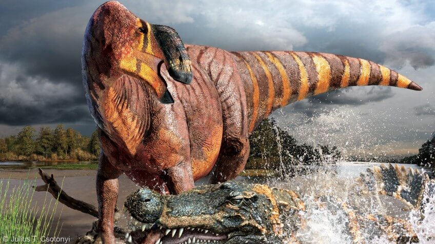 Rhinorex condrupus, הדרוזאור שהתגלה לאחרונה ושוחזר בשנת 2014, היה בעל אף בולט. איור - ג'וליוס קסוטוני.
