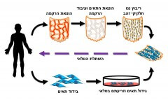 טלאי ללב. איור: אוניברסיטת תל אביב