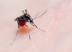 יתוש Aedes aegypti עוקץ אדם. צילום: shutterstock