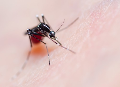 Aedes aegypti mosquito bites a person. Photo: shutterstock