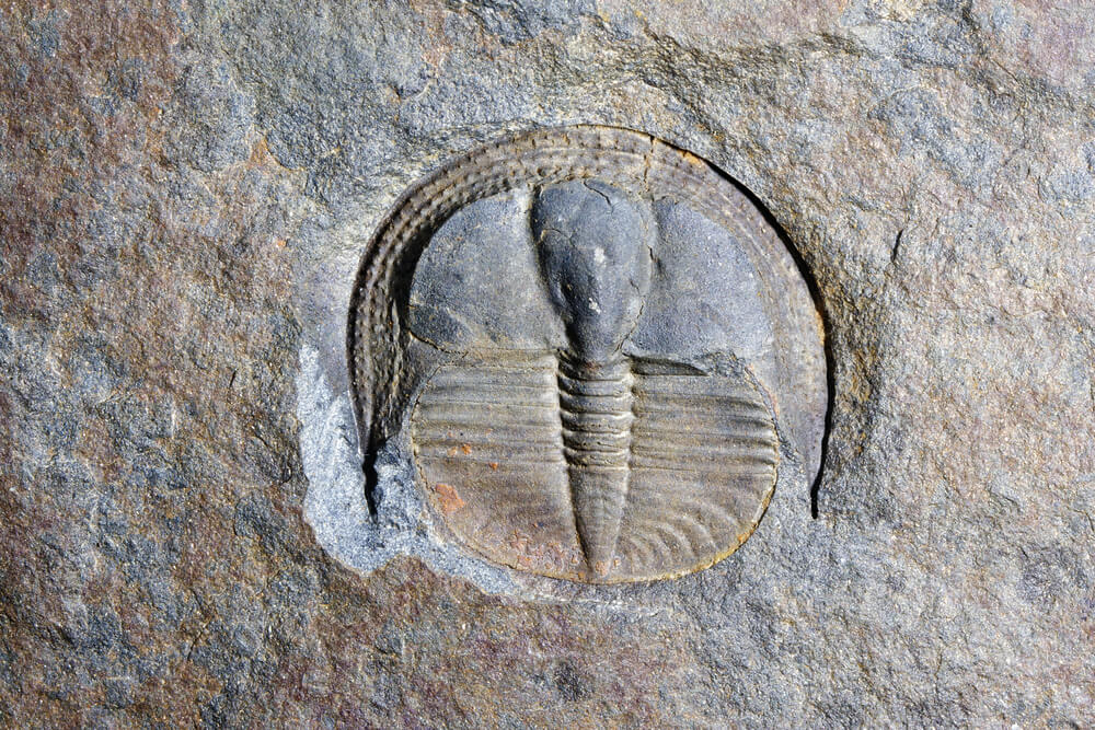 A fossil of a trilobite - a common animal in the Permian period. Photo: shutterstock
