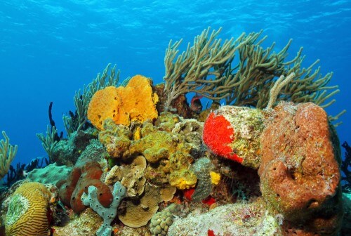 A coral colony off the coast of Mexico. Photo: shutterstock