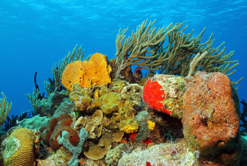 מושבת אלמוגים ליד חופי מקסיקו. צילום: shutterstock