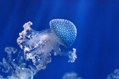 Jellyfish of the species phyllorhiza punctata. Photo: shutterstock