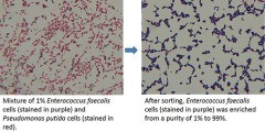תיאור המיון של תאים מסוג אחד (צבועים בסגול) תוך העשרת הניקיון מאחוז אחד בלבד ל-99%. איור: אוניברסיטת הוואי