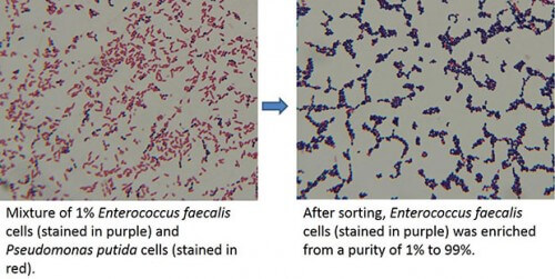 وصف فرز الخلايا من نوع واحد (باللون الأرجواني) مع زيادة نسبة النظافة من واحد بالمئة فقط إلى 99%. الصورة: جامعة هاواي