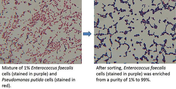 Description of the sorting of cells of one type (colored in purple) while enriching the cleanliness from only one percent to 99%. Image: University of Hawaii