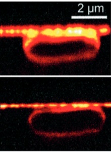 Figure 3: Imaging of Escherichia coli at a resolution that has never been achieved before using optical microscopy
