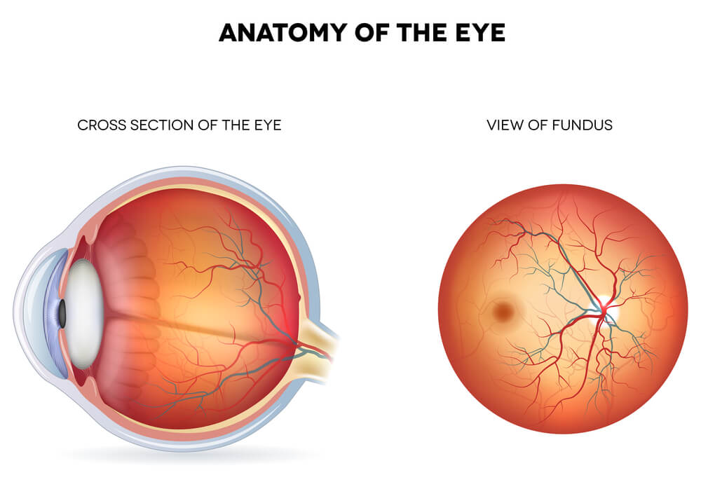Anatomy of the eye. Illustration: shutterstock
