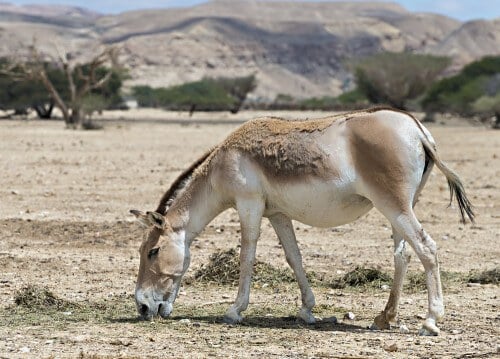 حمار يرعى العشب في البراري. الصورة: شترستوك