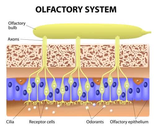 The structure of the nose. Illustration: shutterstock