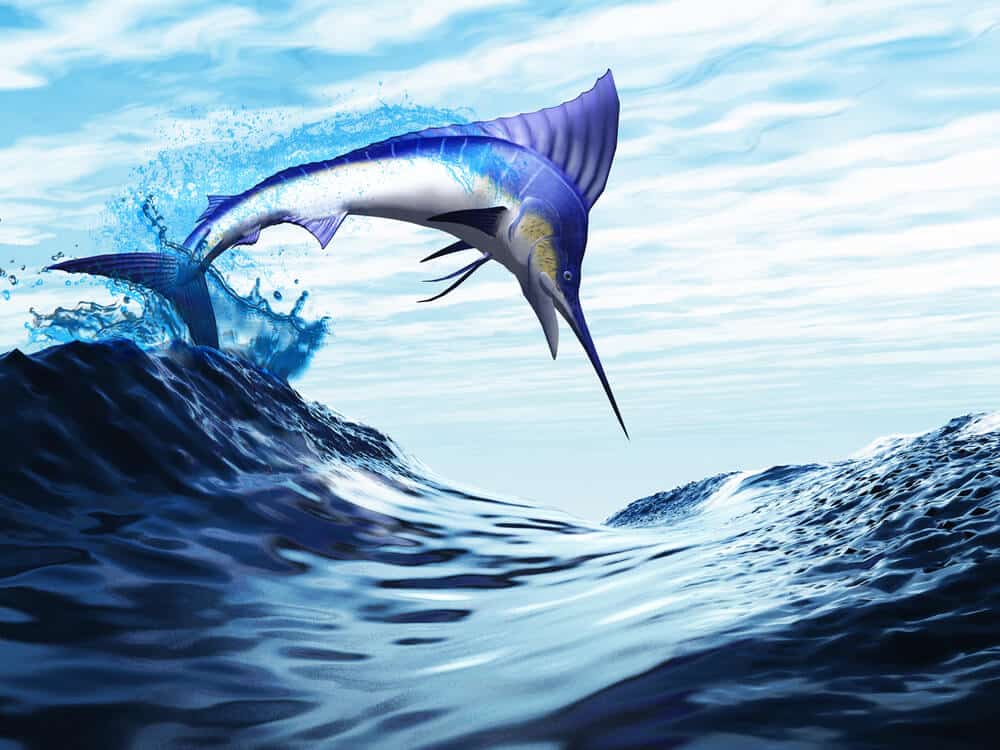 The swordfish. Illustration: shutterstock