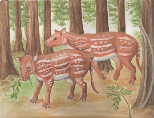 رسم توضيحي فني لنوع Cambaytherium thewissi، وهو سلف الخيول ووحيد القرن الذي تم اكتشاف حفرياته في الهند. رسم توضيحي لإلين كاسمر لجامعة جونز هوبكنز