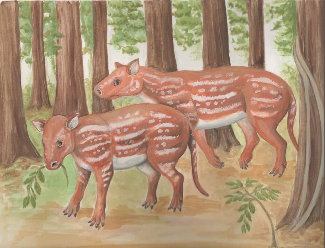 איור אמן של המין Cambaytherium thewissi, האב הקדמון של הסוסים והקרנפים שמאובניו התגלו בהודו. איור Elaine Kasmer עבור אוניברסיטת ג'ונס הופקינס