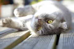 גור של חתול סקוטי מתפנק. צילום: shutterstock