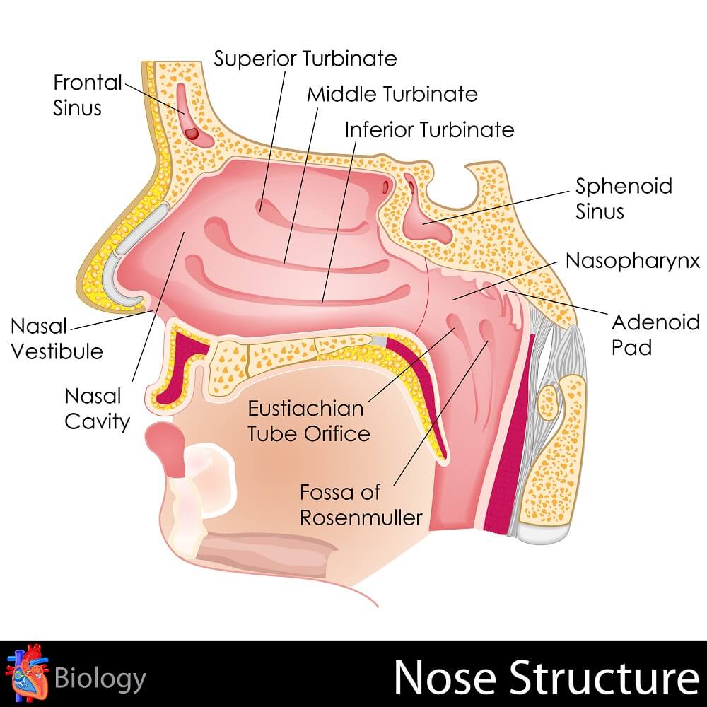 The structure of the nose. Illustration: shutterstock