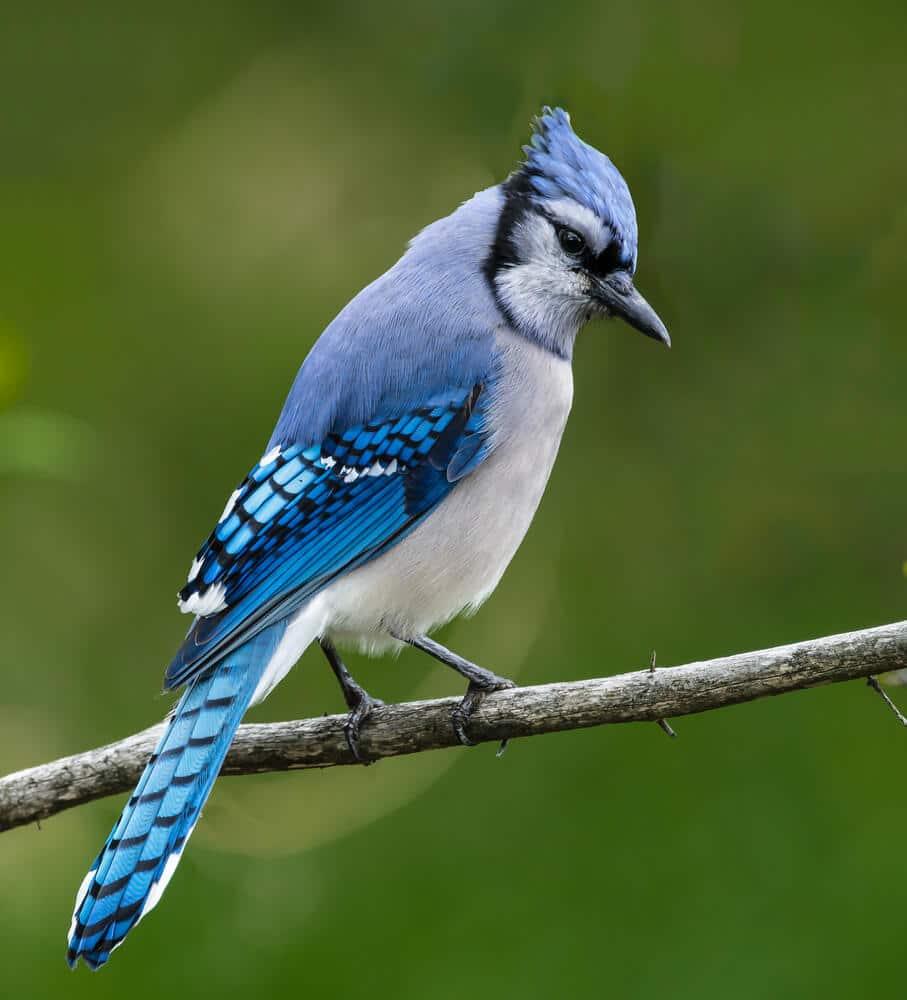 jay. Photo: shutterstock